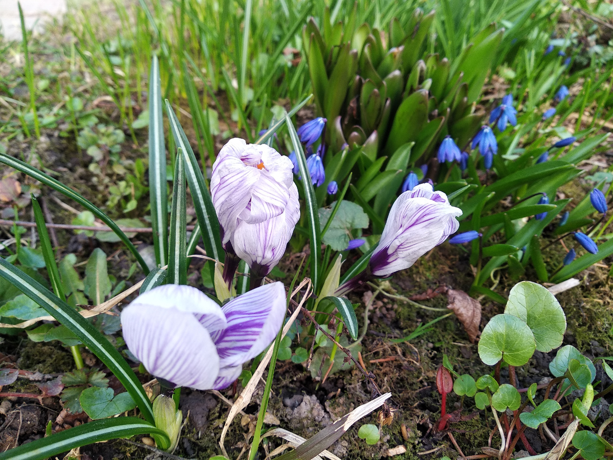 Пролеска сибирская (Scilla sibirica) и крокусы