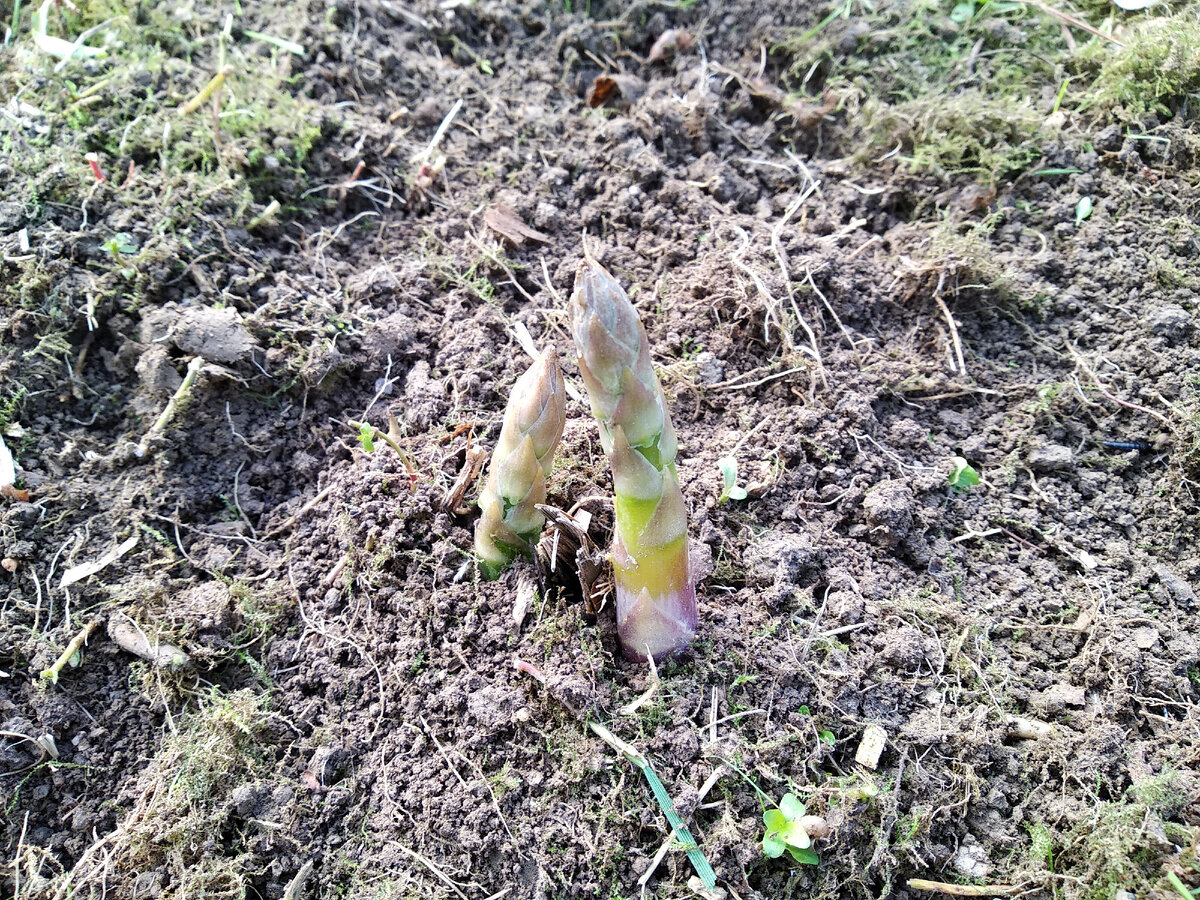 Спаржа лекарственная/обыкновенная (Asparagus officinalis) всходит