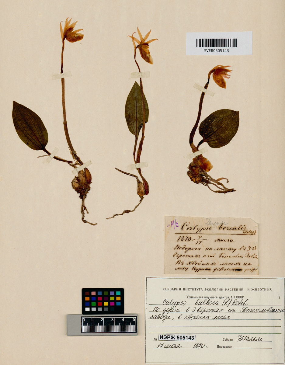 Калипсо луковичная (Calypso bulbosa)