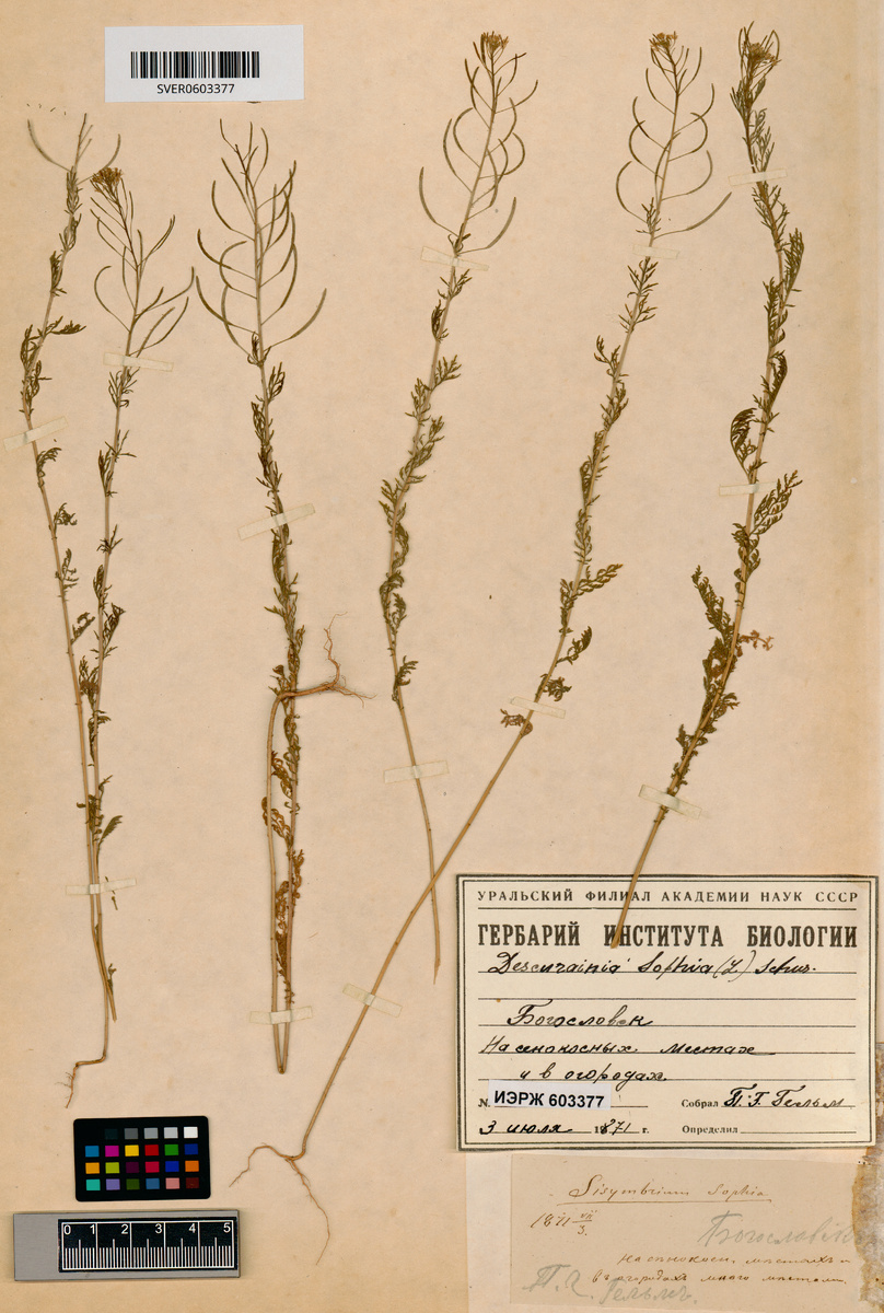 Дескурайния Софии (Descurainia sophia)