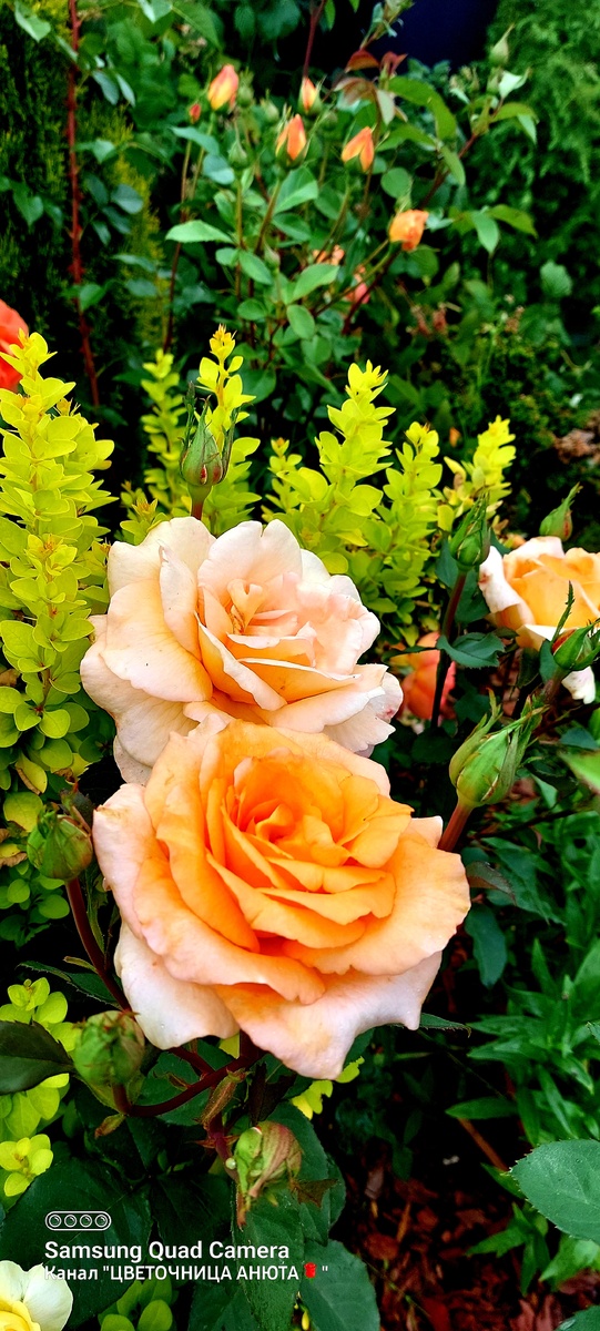 Луи де Фюнес. Ч/г роза