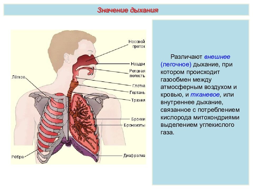 По воздухоносным путям (нос, носовая полость, глотка, гортань, трахея, бронхи, бронхиолы) воздух поступает в альвеолы легких и соприкасается с капиллярами кровеносной сети через тончайшие стенки соприкасающихся стенок альвеол и капилляров По законам простой диффузии кислород, углекислый газ и другие газы крови переходят из альвеол лёгких в кровь и обратно до установления динамического равновесия парциального давления каждого из газов: из области с большим давлением газы перемещаются в область с меньшим давлением.