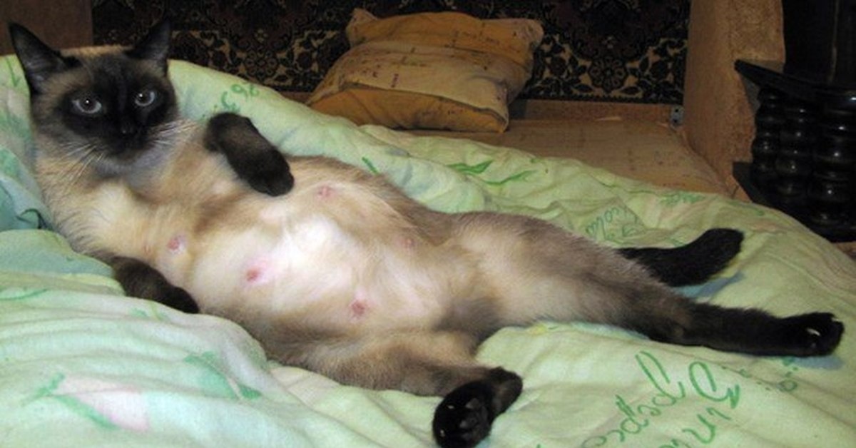 Беременная кошка