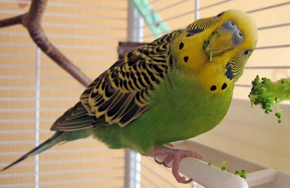 Источник Яндекс.Картинки