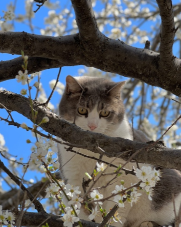 Наша КошМаня,))) любительница телепортироваться))) 