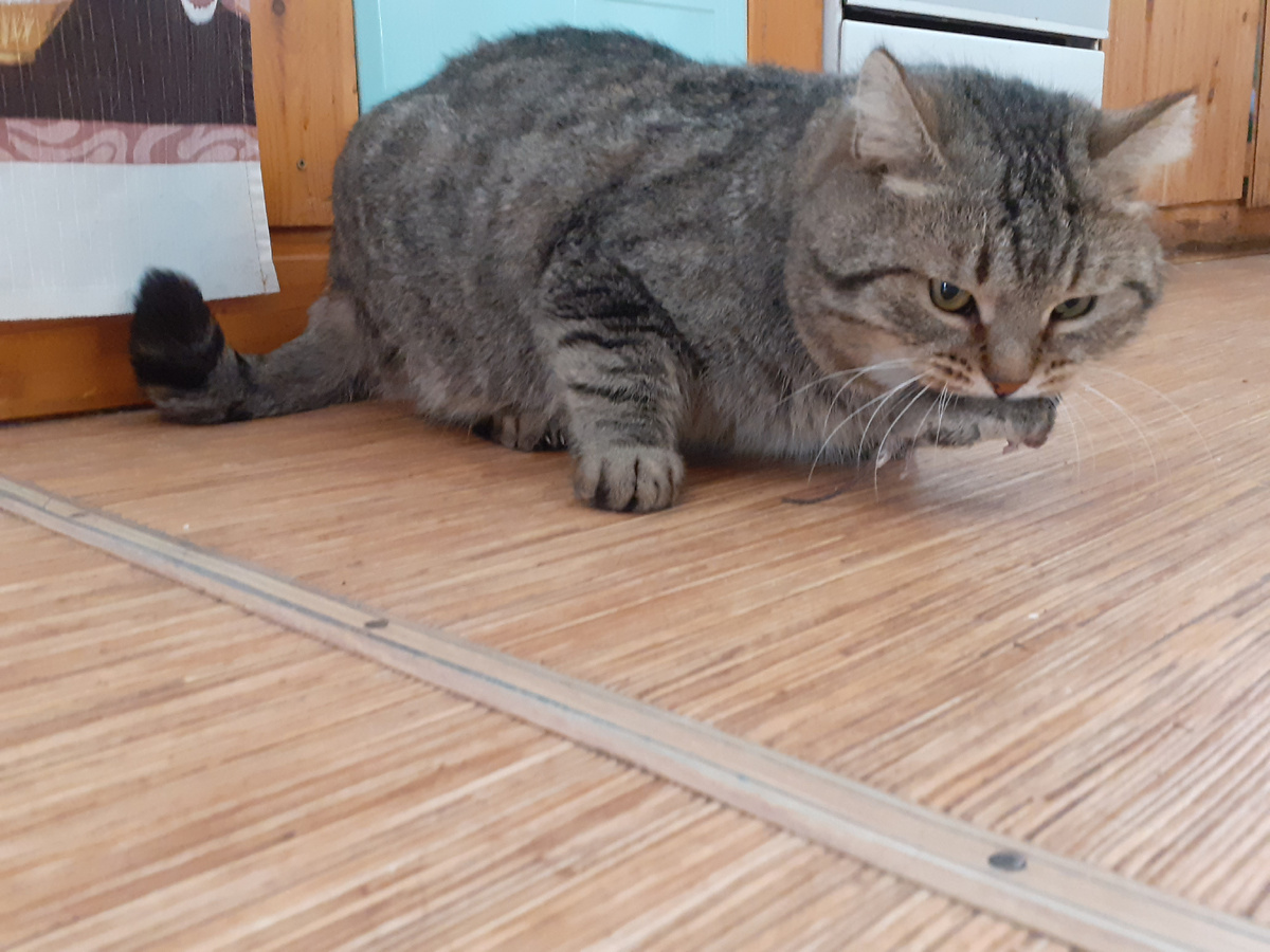 Васятка, главный мышиный воспитатель)))