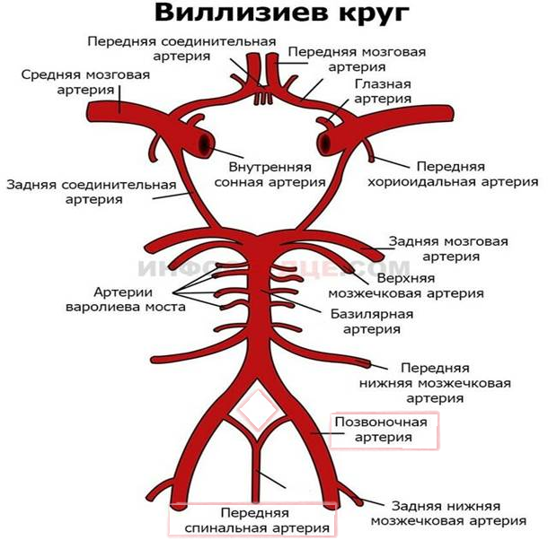 Круг Захарченко: розовым цветом выделенны артерии состовляющие его 
