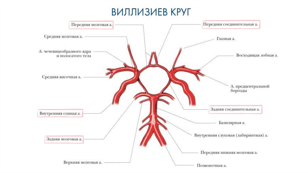 Виллизиев круг: розовым цветом выделены артерии образующие его