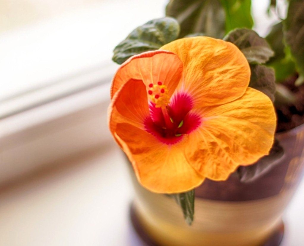 Выбираем подходящее место для гибискуса дома