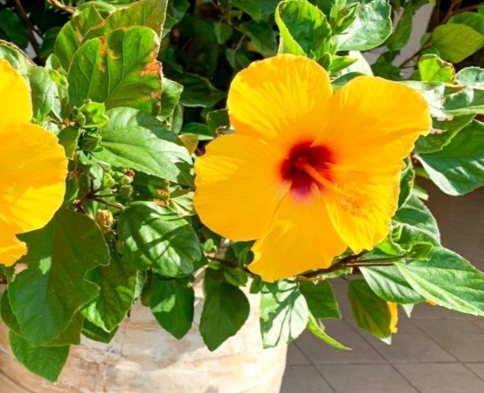 Какое освещение считается оптимальным для гибискуса