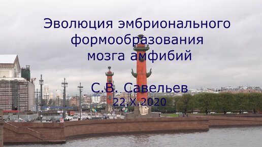 С.В. Савельев. Эволюция эмбрионального формообразования мозга амфибий - [20201025]