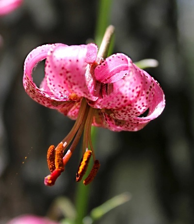 Фотографии автора .