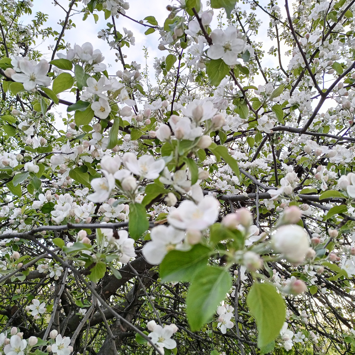 Медиа-канал РУССКАЯ ВЕСНА. МОСКВА