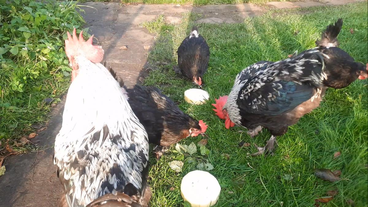 Куры получали любимый кабачок