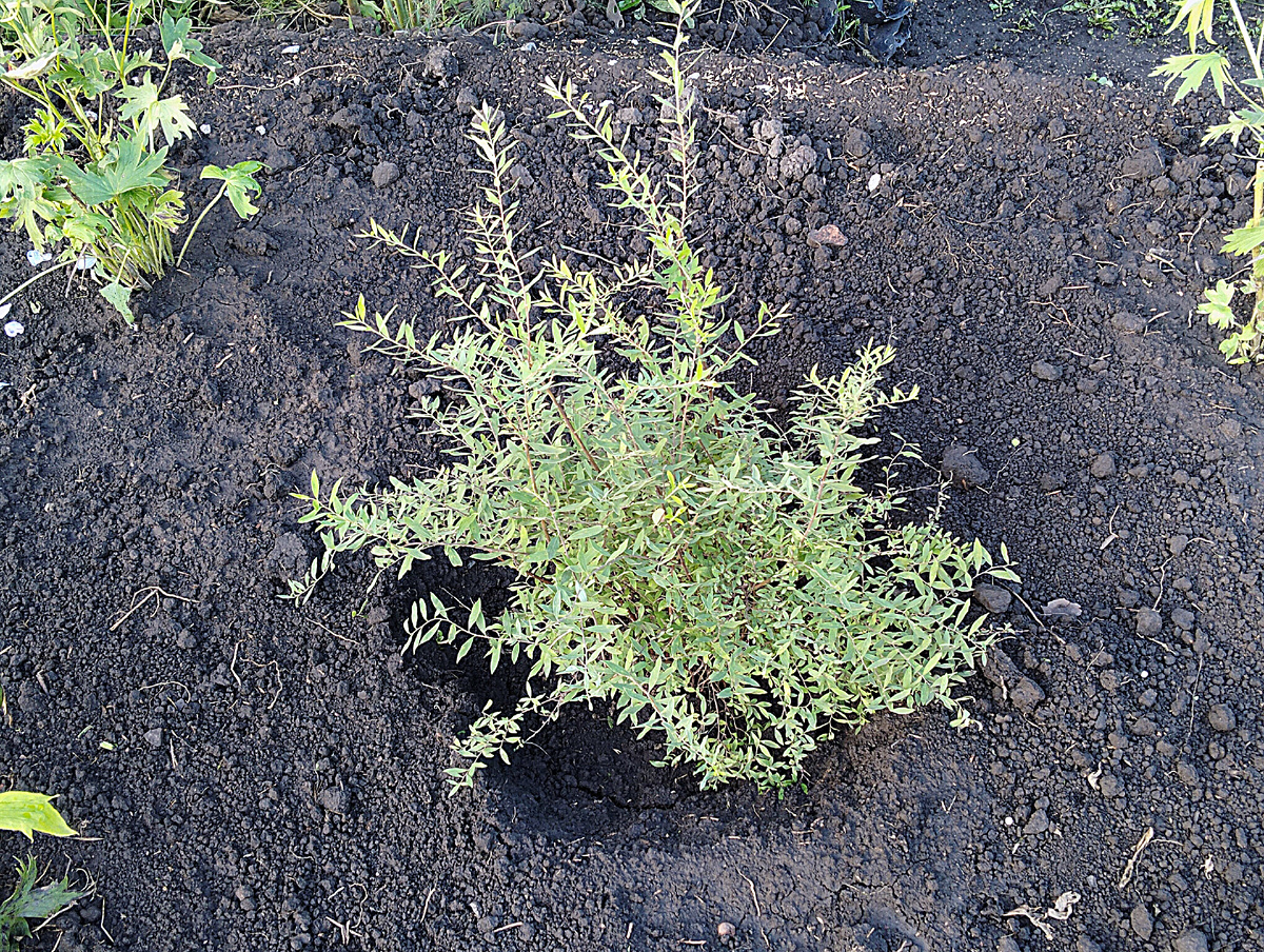 Спирея серая Грефшайм, август 2024