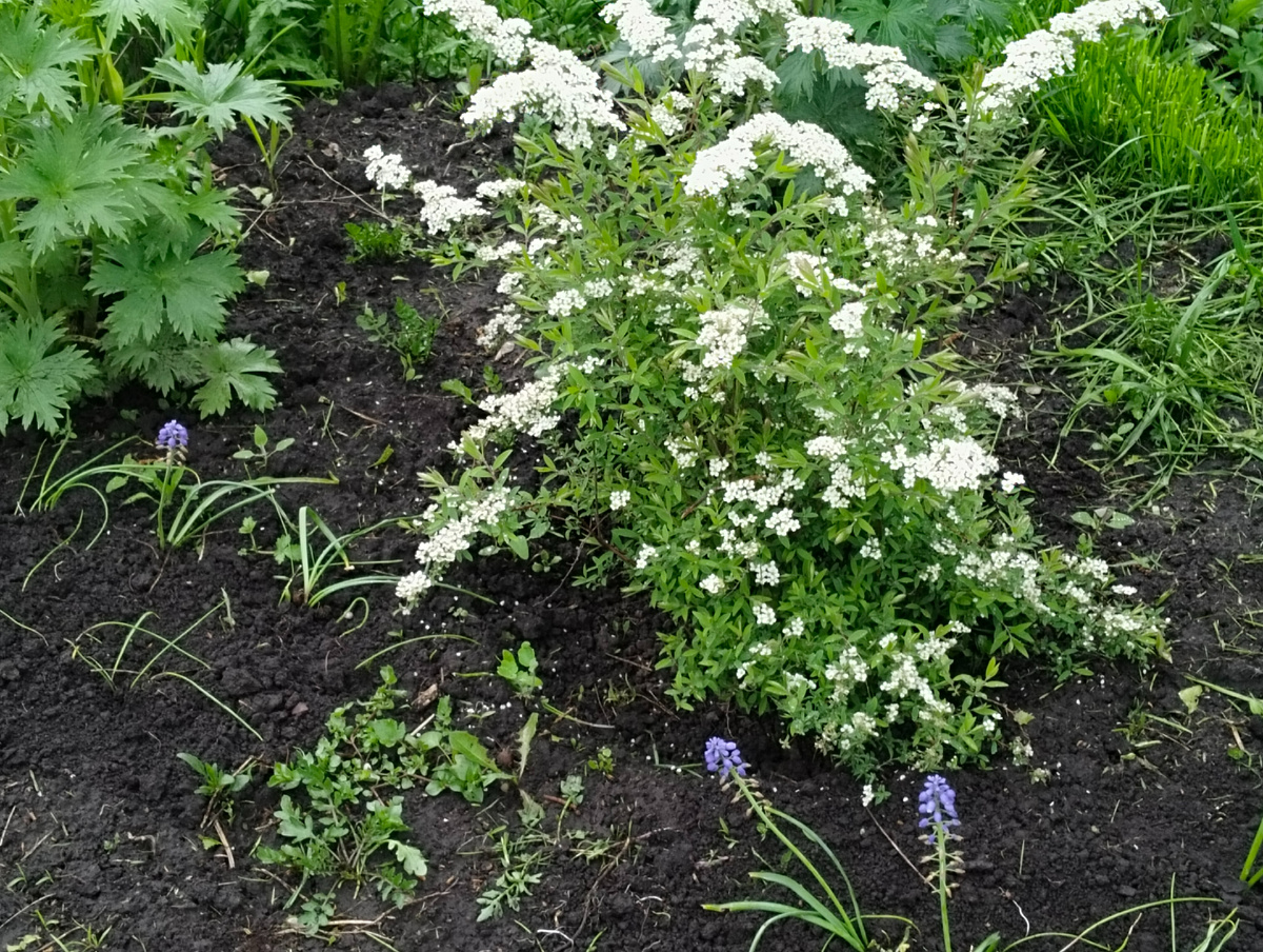 Спирея серая Грефшайм, май 2025