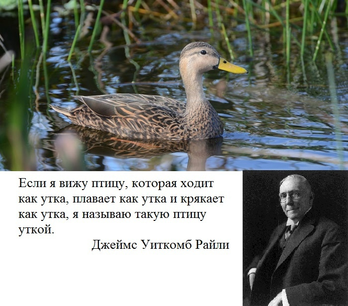 Duck test. Сколько уток на фото. Картинка найди уточку. Много утки для детей. The fda duck test.