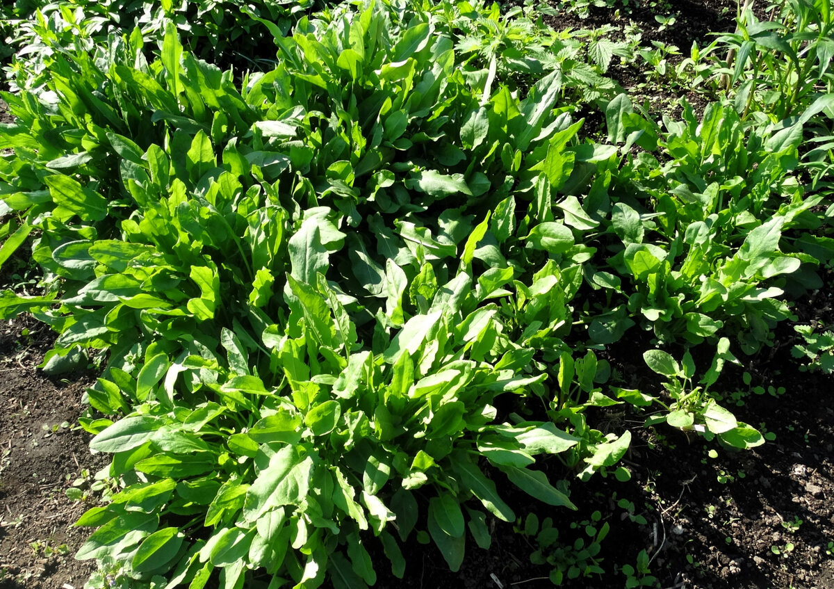 Щавель в нашем саду