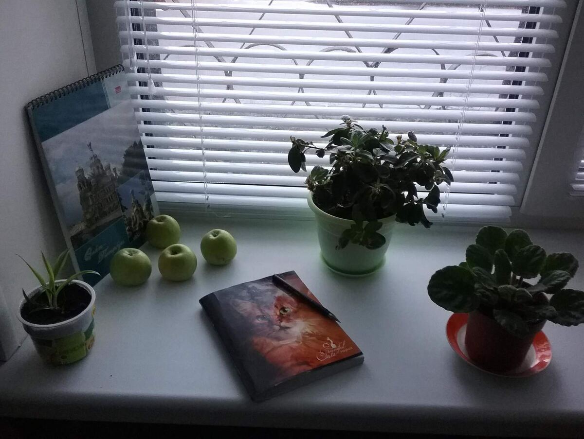 фото автора. Окно съемной петербургской комнаты.