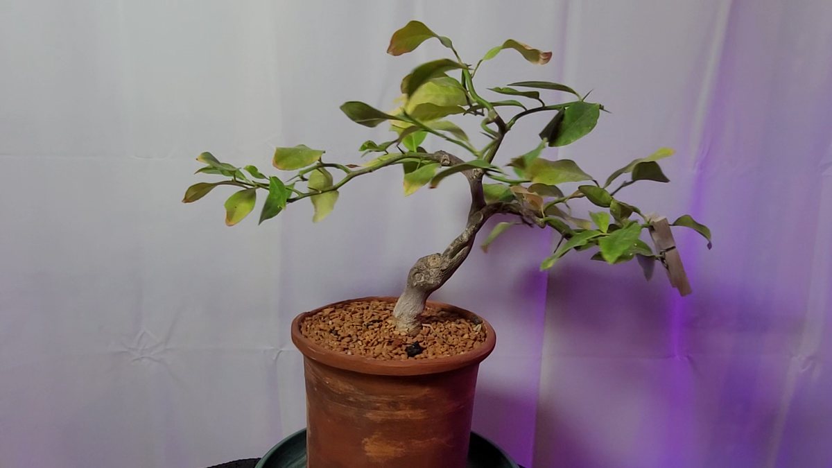 Лимону уже 7 лет. Как быстро растут дети :-)