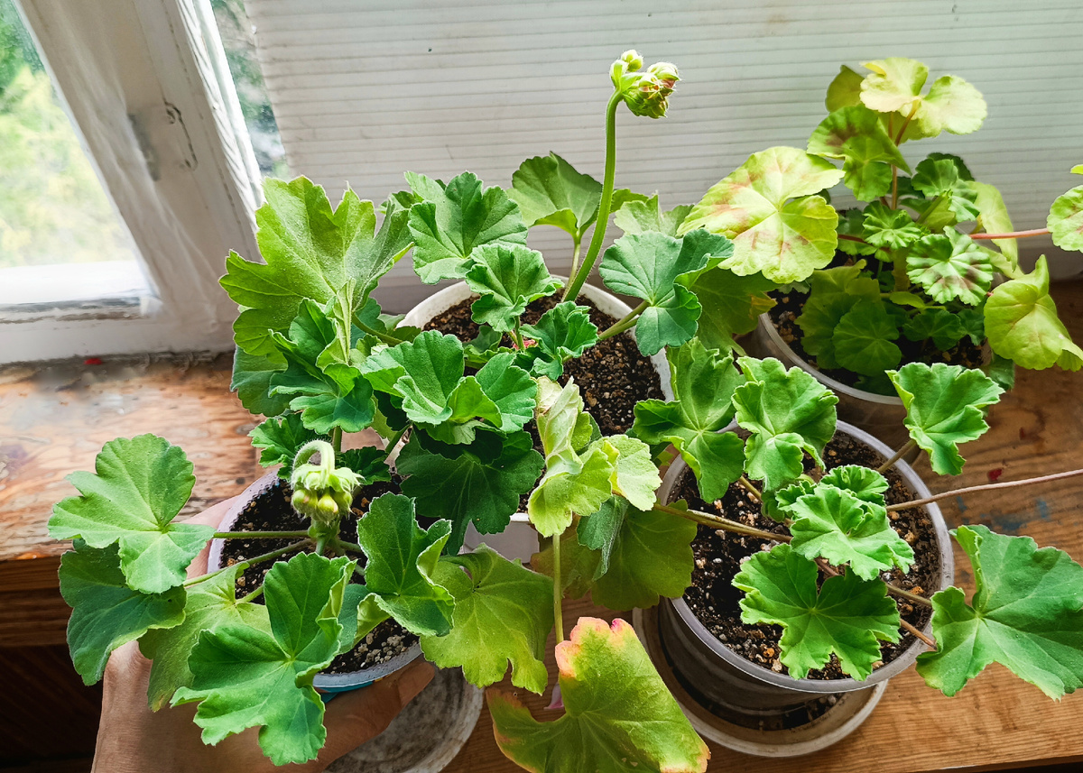 Они сразу после перевалки