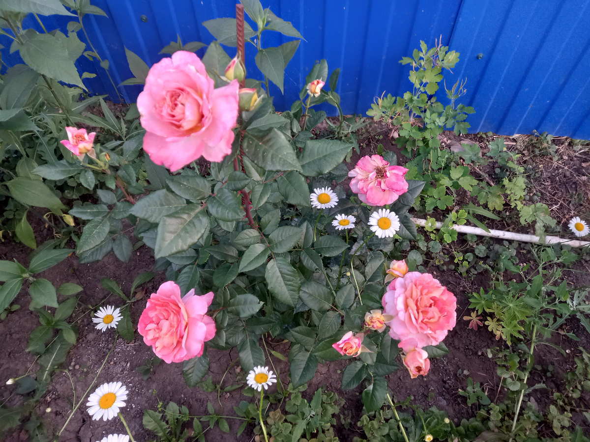 в начале цветения