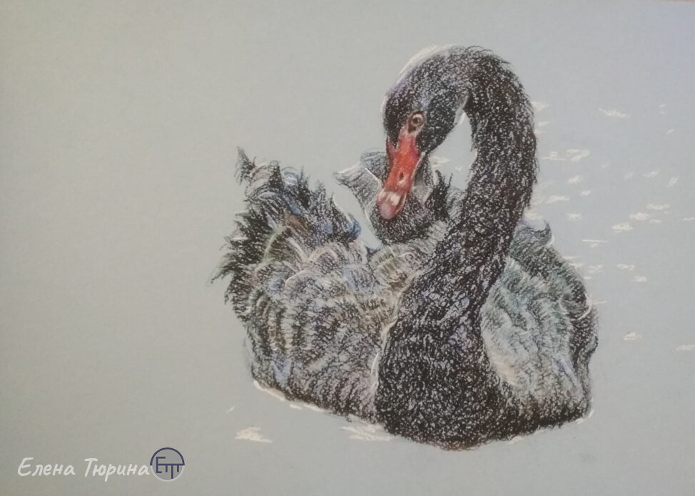 Начало работы «Черный лебедь» Сухая пастель. Размер: 29,7х41,8 см. 2020 г. Художник Тюрина Елена.