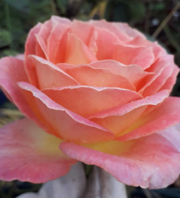 Роза «Элль». Фото питомника VIVAIO TARONI