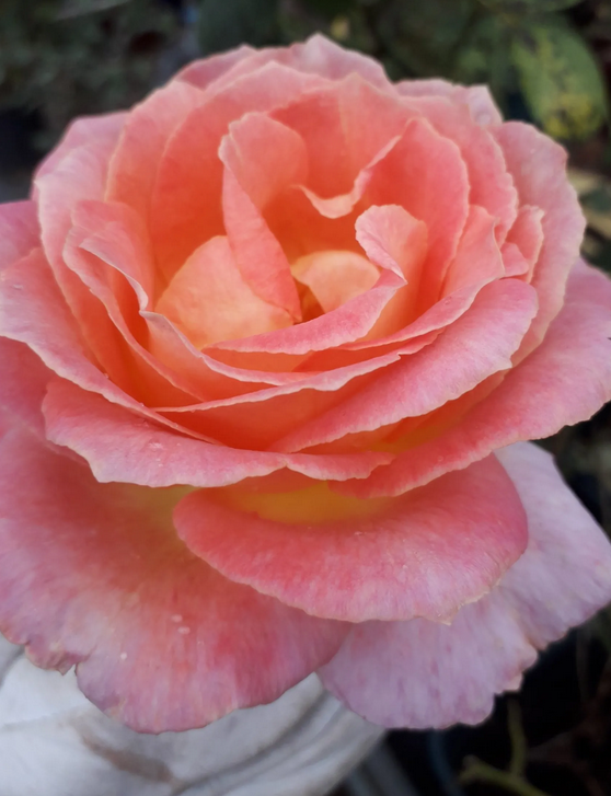 Фото питомника VIVAIO TARONI