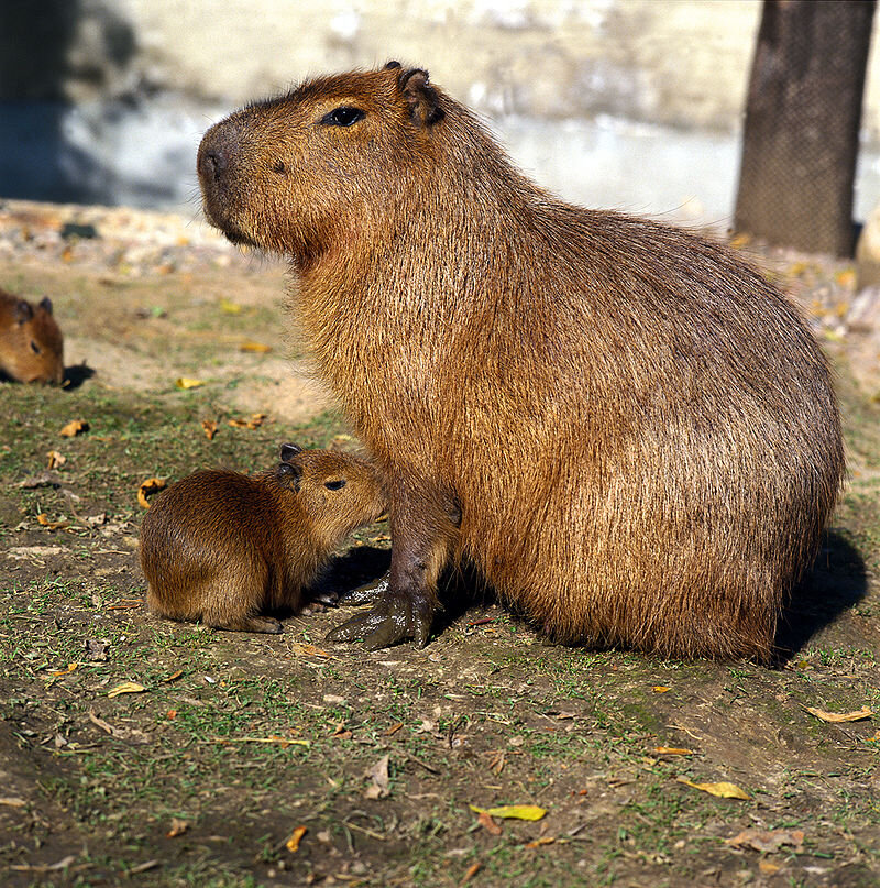 Источник: wikipedia.org
Автор: Moscow zoo
