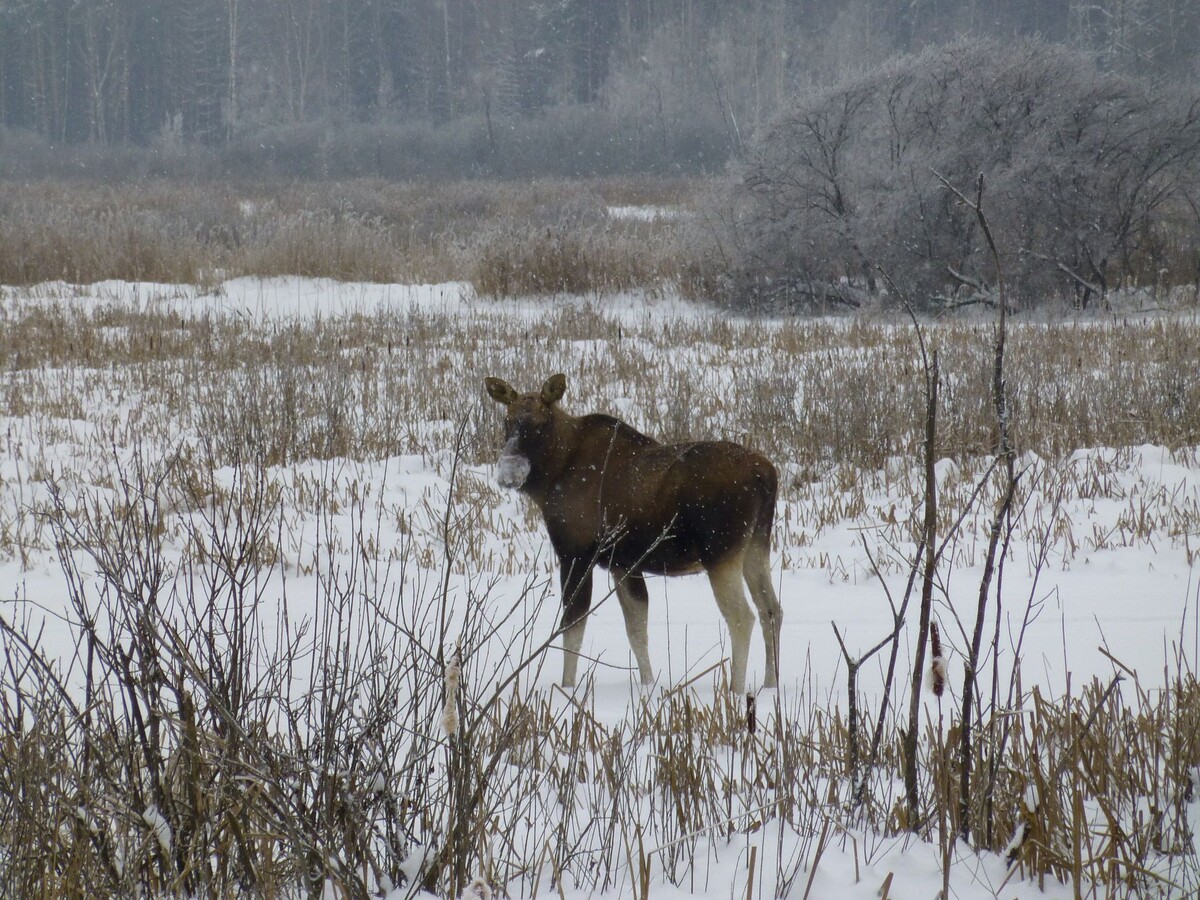 © commons.wikimedia.org by Autorstwa Christopherlü1 is licensed under CC BY-SA 4.0