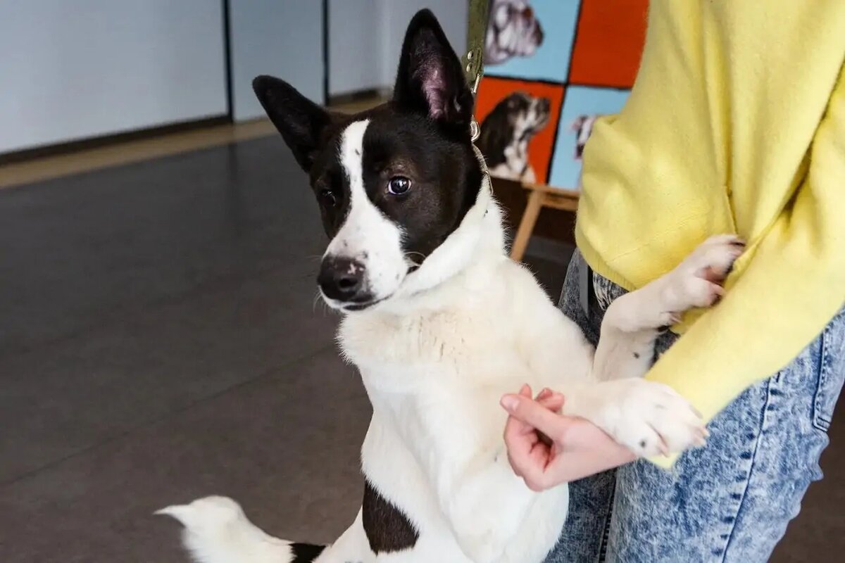 Россияне все чаще берут собак из приюта. (На фото - Тоби, воспитанник центра реабилитации животных «Юна» https://yunacenter.ru )