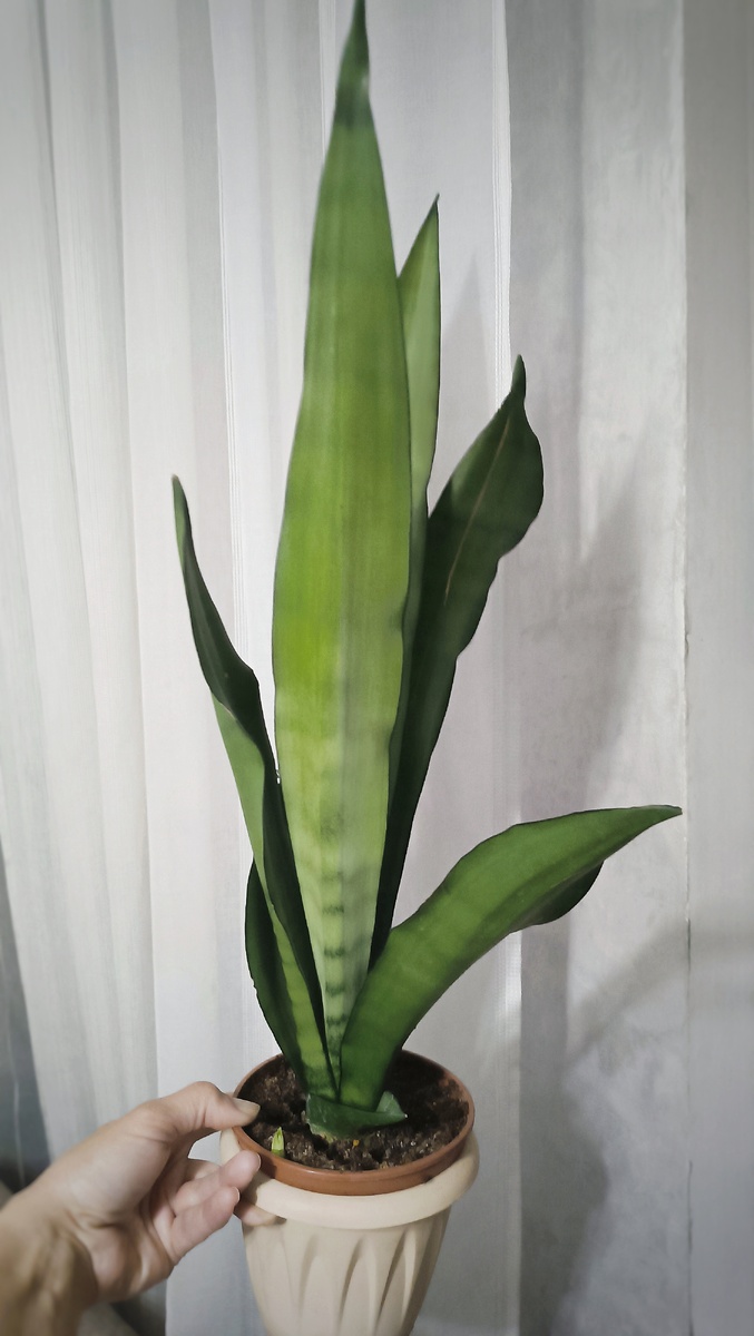 Такая она сейчас. Выросла втрое и даже родила мне детку! 🥰🥰🥰