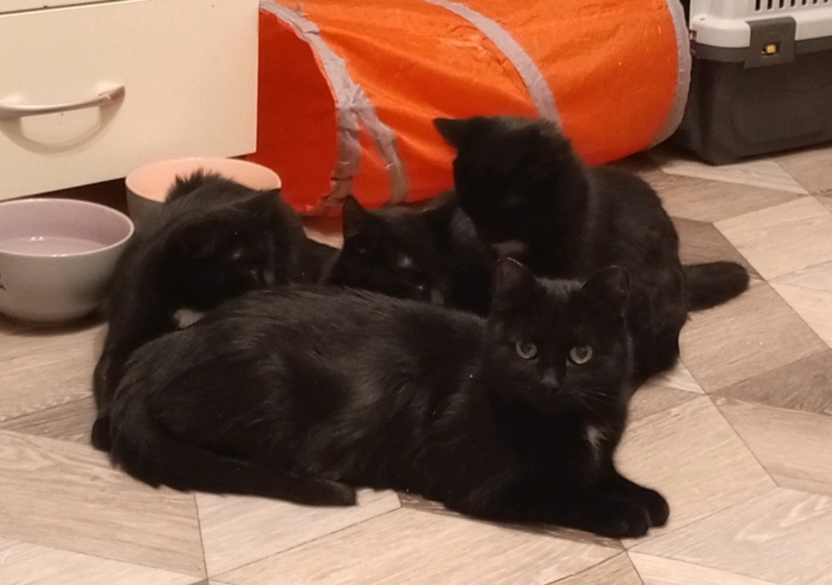 Кошка Муся и ее дети