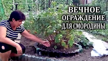 Посмотрите какое вечное ограждение для кустов смородины я придумала