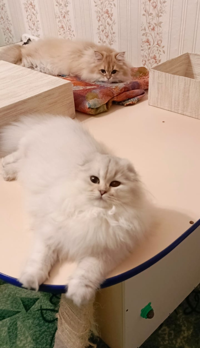 Сестрички