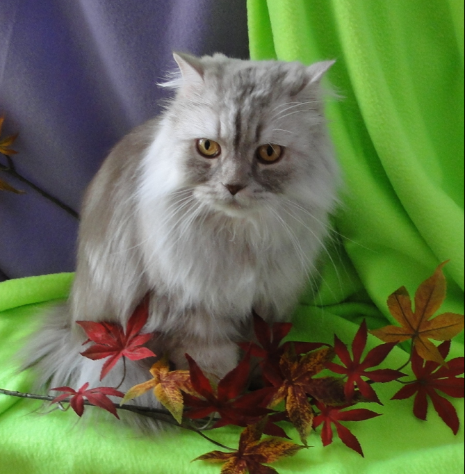 Фото автора