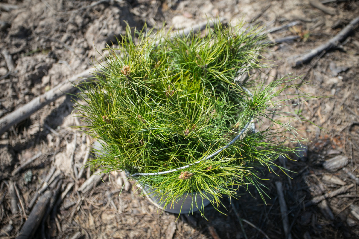 Фото: РусКлиматФонд