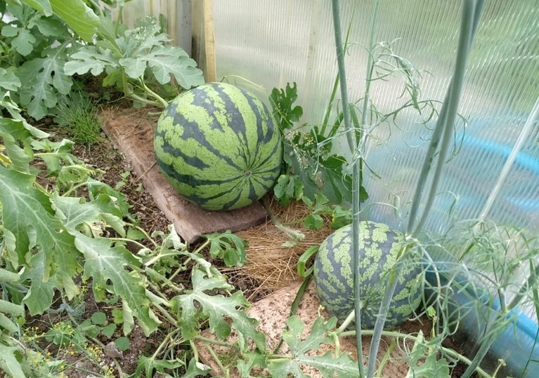    Фото: Владимира Губанова