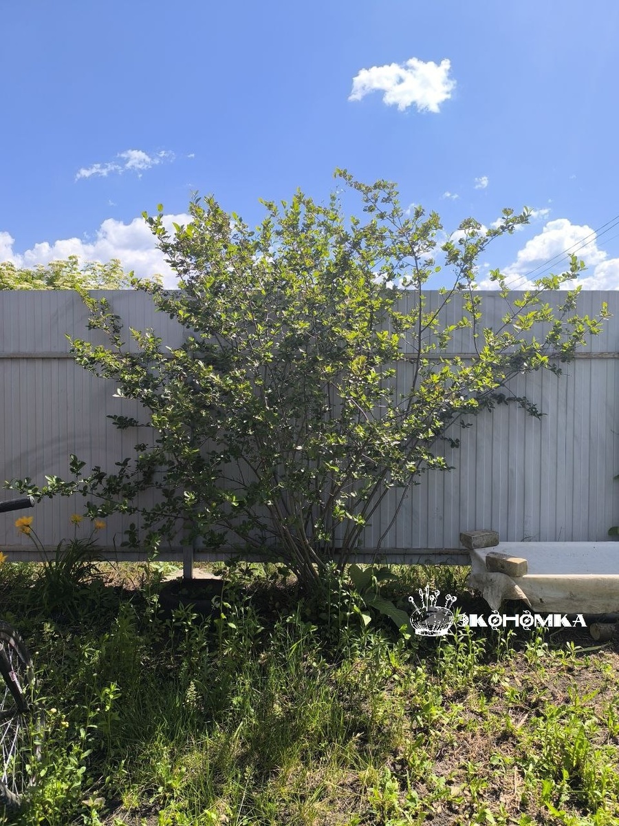 Черноплодная рябина. Черноплодка