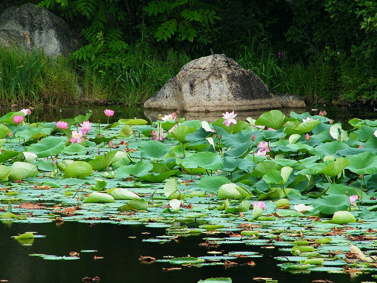 Источник: wikipedia.org Автор: Andshel CC BY-SA 3.0 