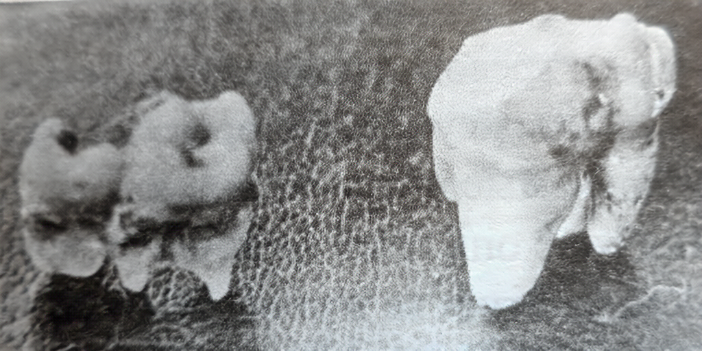 Фотография Г. М. Лепинских с комментарием: «Зуб Гомо в сравнении с человеческим» 