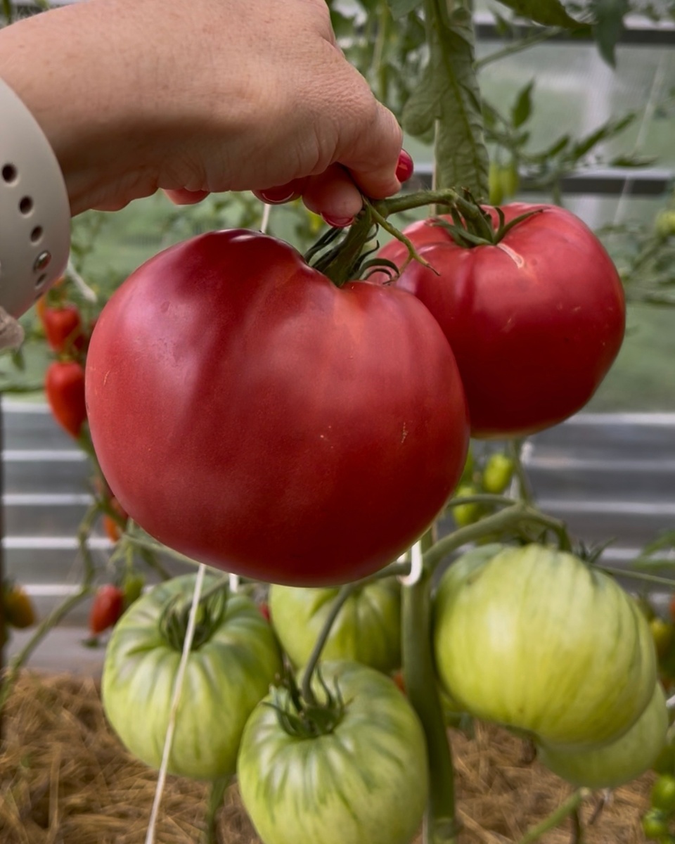 Фото "Садовый центр Виктория"