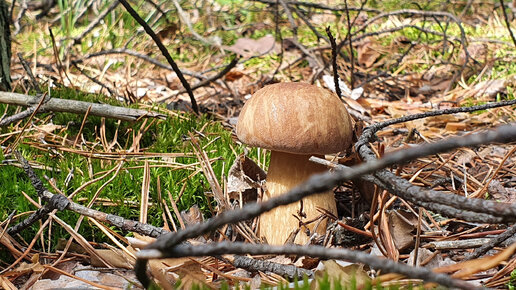 ГРИБНЫМИ ТРОПИНКАМИ 🍄🍄🍄 МАСЛЯТА, БЫЧКИ И БЕЛЫЕ.