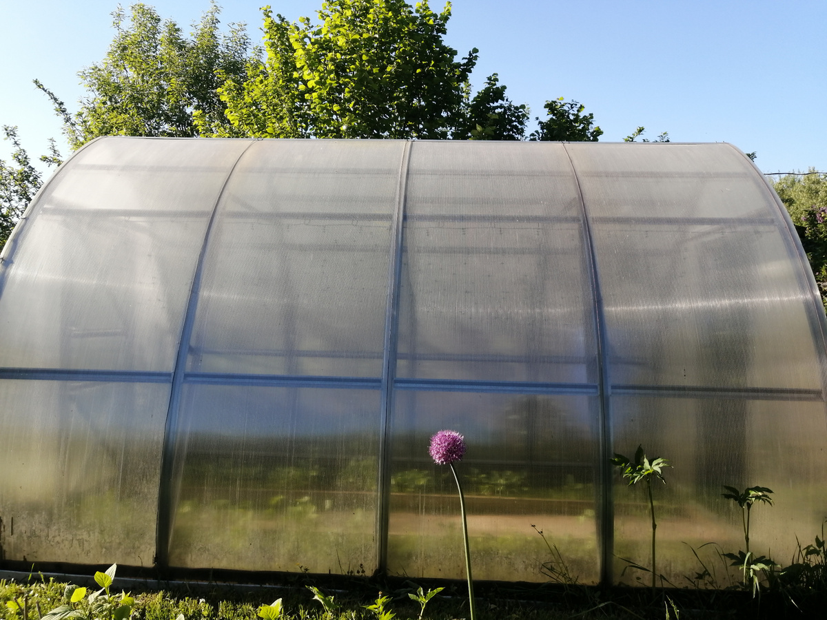 Внутри теплицы жара. Я раньше, когда мне там жарко до дурноты было работать (работала!) считала себя слабачкой. И работала через "не могу"...