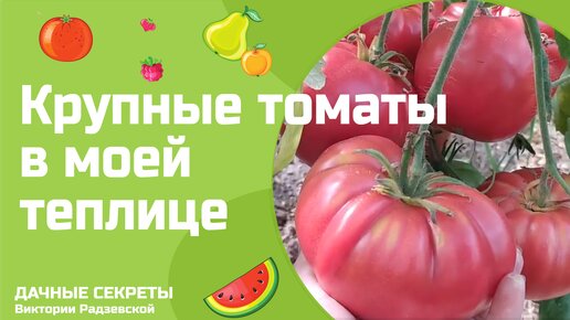 Самые лучшие крупные и мясистые сорта томатов в теплице в 2022 году