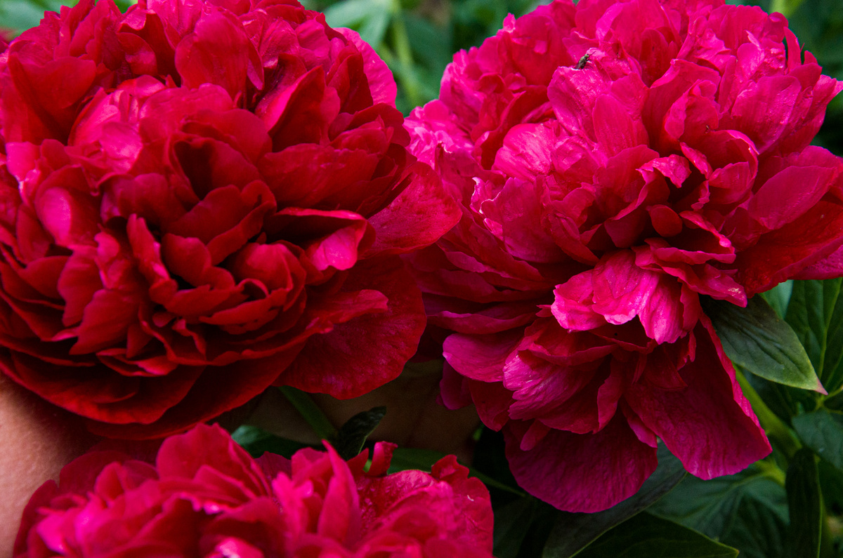 Почему не цветут пионы? По просьбе читателей отвечаю