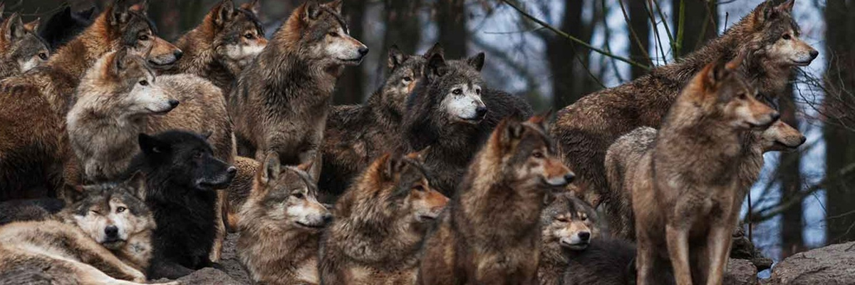 Из интернет-источника. 