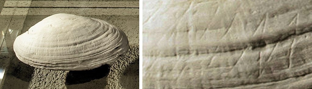 Раковина с геометрическими надрезами, возрастом в 500 тыс. лет. // Источник: Wikimedia Commons (Henk Caspers/Naturalis Biodiversity Center, CC BY-SA 3.0) https://commons.wikimedia.org/wiki/File:Homo_Erectus_shell_with_geometric_incisions_circa_500,000_BP,_Naturalis_Biodiversity_Center,_Netherlands_(with_detail).jpg