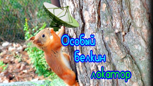 Особый белкин 